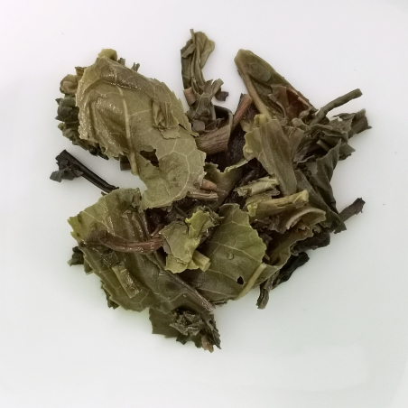 Grand Nid d\'Oiseau Vert