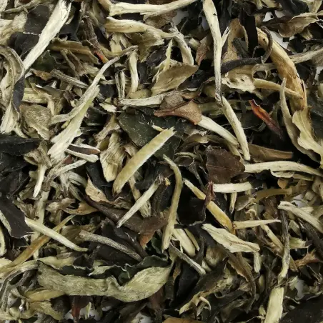 Moonlight Beauty NATURE