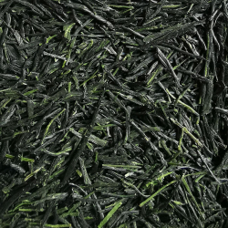 Gyokuro Maejima 2025, Okumidori, Shizuoka, Japon 2