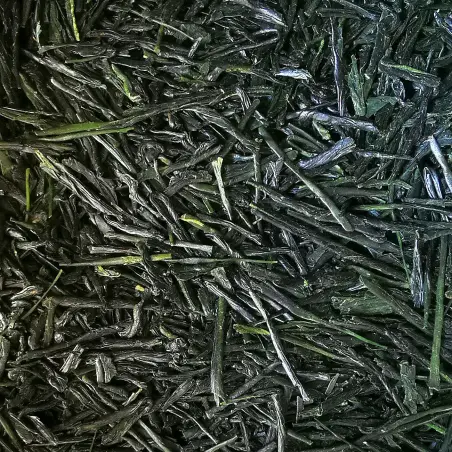 Sencha de Compétition, 2025, Yabukita, Kagoshima , Japan