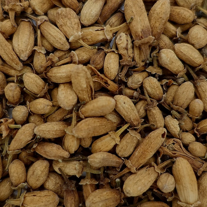 Bouton de Fleur d\'Oranger - NATURE